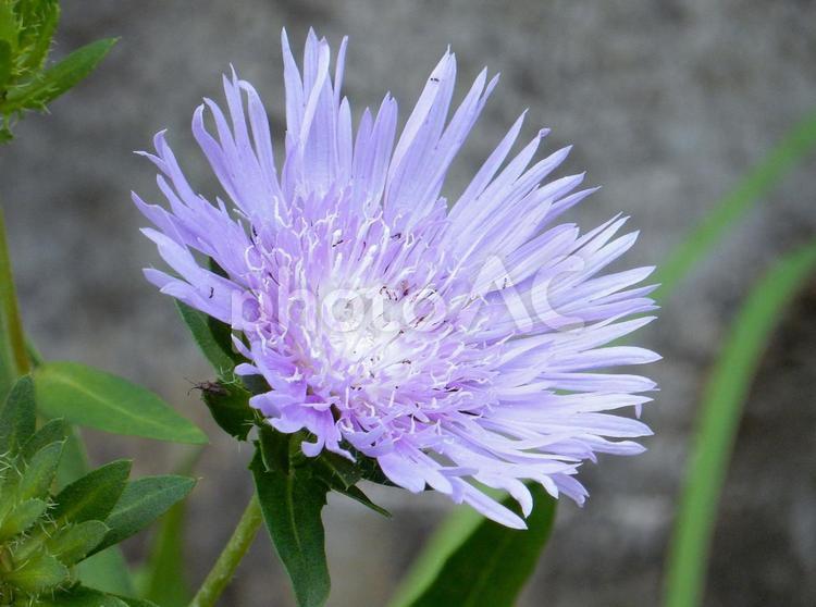【花の写真】ストケシア ストケシア,瑠璃菊,ルリギクの写真素材