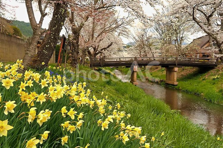 さくらの名所忍野村新庄川沿い さくら,水仙,新庄川沿いの桜の写真素材