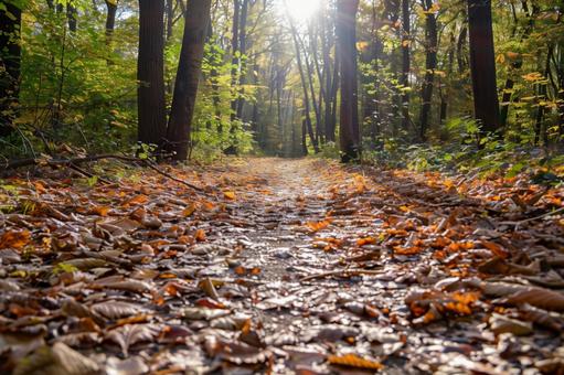 落ち葉の森の散歩道 落ち葉の森の散歩道の写真