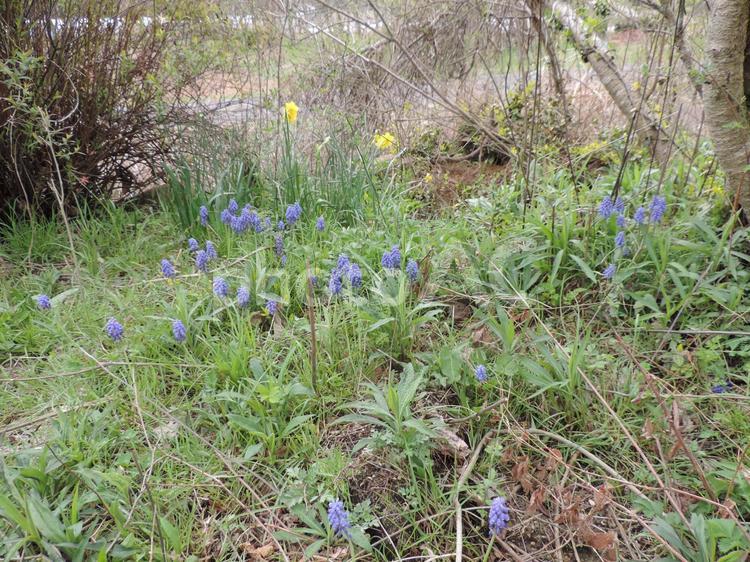 むらさきの花 むらさき,花,自然の写真素材