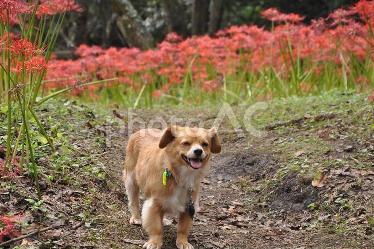 彼岸花と犬 チワックス,彼岸花,犬の写真素材