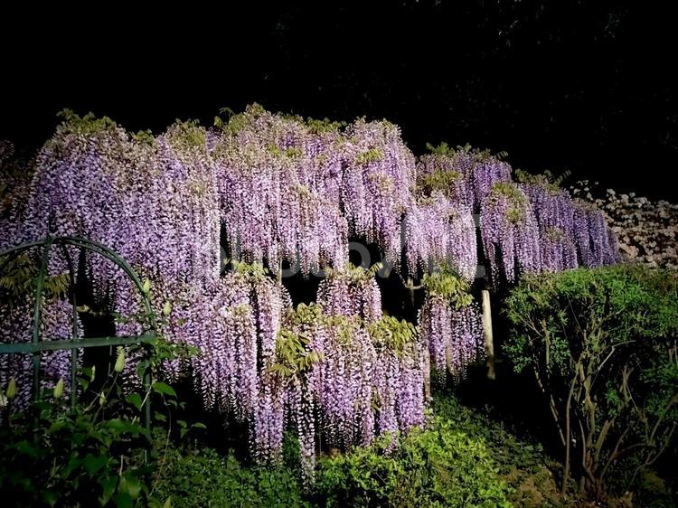 あしかがフラワーパーク　夜の藤 あしかがフラワーパーク,ライトアップ,藤の写真素材