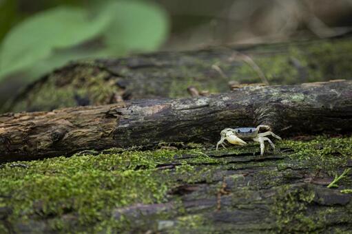 苔むした倒木にいたサワガニ サワガニ,夏,山の写真素材