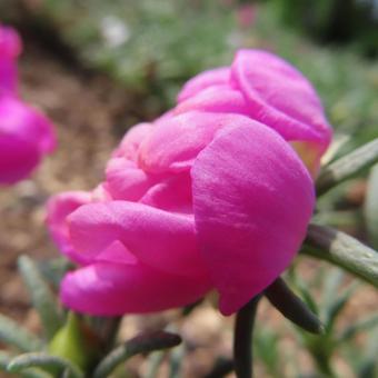 マツバボタン(松葉牡丹) マツバボタン(松葉牡丹) マツバボタン,松葉牡丹,花の写真素材