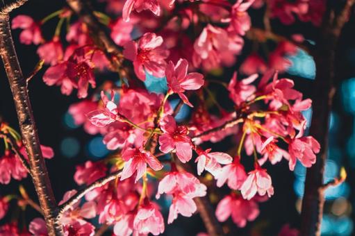 都会の夜桜 都会の夜桜の写真