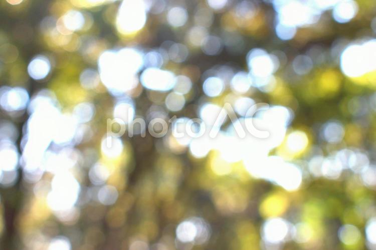 木漏れ日のイメージ　幸せな休日のイメージ 木漏れ日,イメージ,きらきらの写真素材