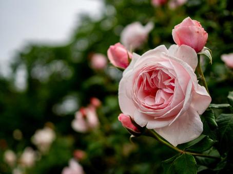大輪の淡いピンクの薔薇 大輪の淡いピンクの薔薇 薔薇,バラ,ばらの写真素材