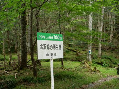 北沢峠の原生林　看板 北沢峠,道標,南アルプスの写真素材