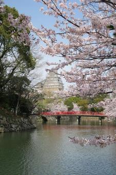 Himeji Castle, cherry blossoms and bridge, JPG