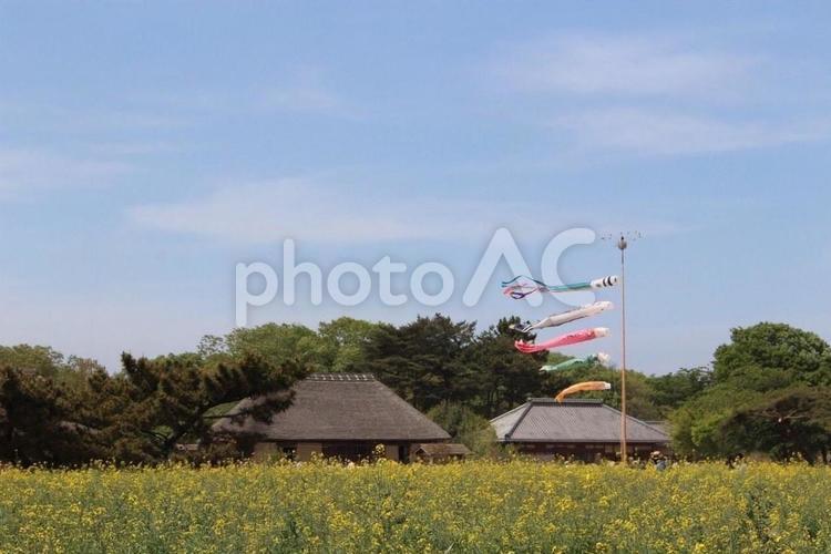 田舎の風景 鯉のぼり,こいのぼり,こどもの日の写真素材