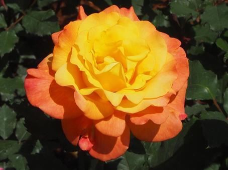 Photo, rose, rose garden, garden, 