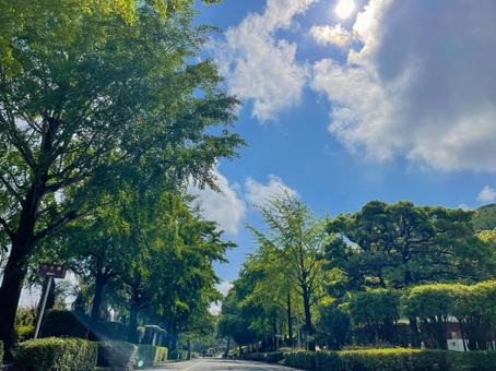 青空と新緑 青空と新緑の写真