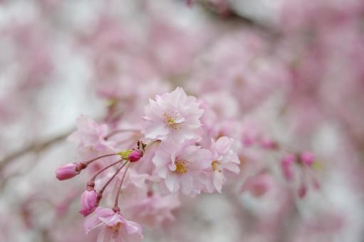 桜 桜の写真