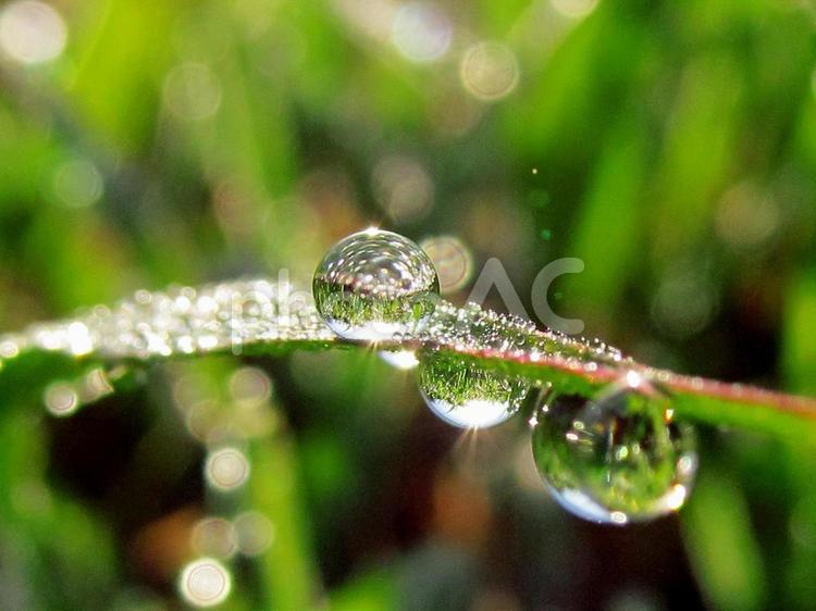 水滴と緑の葉と朝日（Water drops） 水滴,すいてき,しずくの写真素材