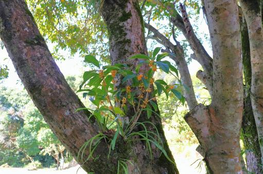 キンモクセイ　蕾 キンモクセイ,金木犀,木の写真素材