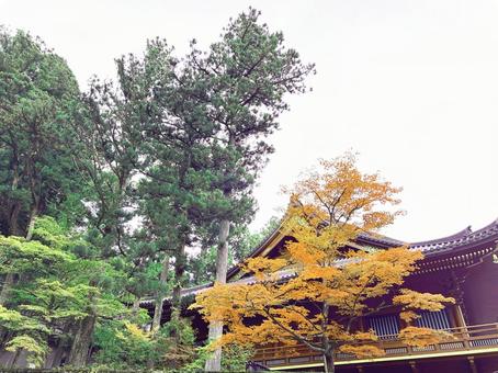 日光東照宮・紅葉 紅葉,秋,寺の写真素材