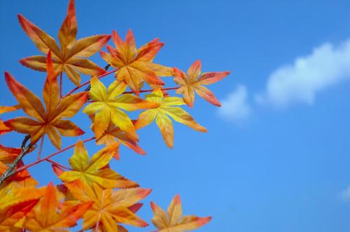 紅葉と青空③ 紅葉と青空③の写真