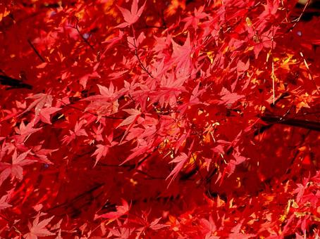 真っ赤なモミジ 真っ赤なモミジ モミジ,色づき,秋の写真素材