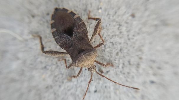 Photo, oyster bug, pest, eggplant (solanum melongena), 