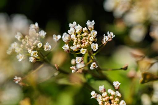 春の訪れを告げるナズナの白い花 春の訪れを告げるナズナの白い花の写真