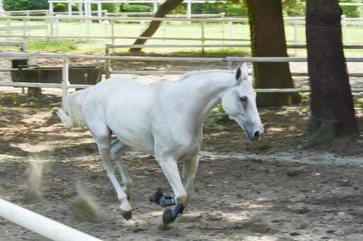 馬場を気持ち良さそうに走る白馬 馬場を気持ち良さそうに走る白馬 馬,白馬,鬣の写真素材