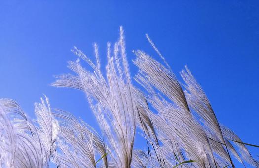 ススキの穂と青空 ススキの穂,青空,秋の写真素材