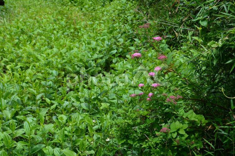 緑の湿地の中のピンクの花 ピンクの花,花,草花の写真素材