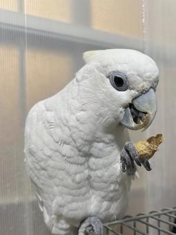ソロモンオウムと落花生 ソロモンオウムと落花生の写真