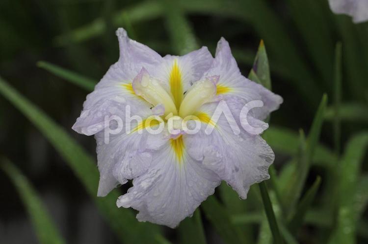 濡れた薄紫のハナショウブの花 花菖蒲,ハナショウブ,アヤメ科の写真素材