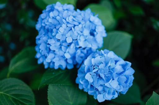 Hydrangea, JPG