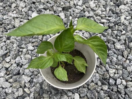 パプリカの苗 パプリカの苗 パプリカ,苗,葉っぱの写真素材