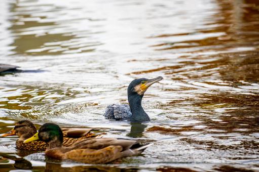 池を泳ぐカワウ 池を泳ぐカワウの写真