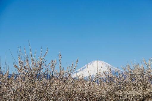 青空に映える満開の白梅と冠雪した富士山 梅,梅の花,白梅の写真素材