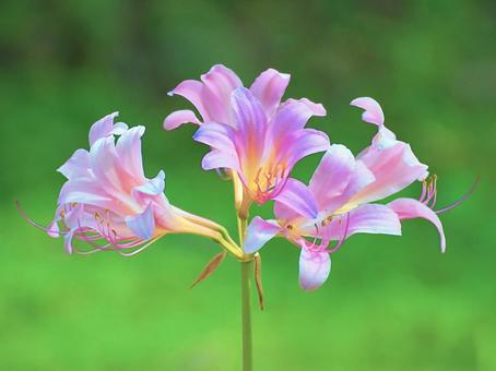 ナツズイセン2-1の写真