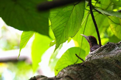 新緑とノグチゲラ やんばるの森 新緑とノグチゲラ やんばるの森の写真