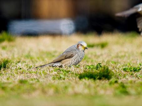 地面を歩くヒヨドリ 地面を歩くヒヨドリの写真