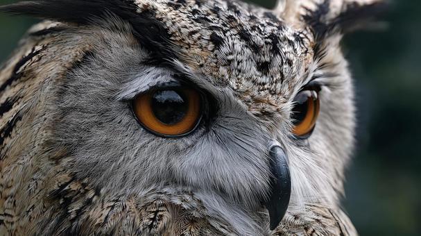 オレンジ色の瞳が印象的なフクロウ オレンジ色の瞳が印象的なフクロウの写真