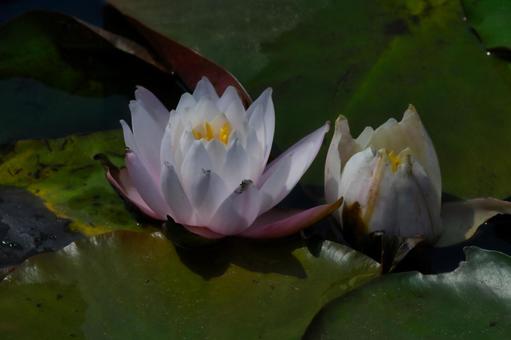 Water lily flower, JPG Water lily flower, JPG