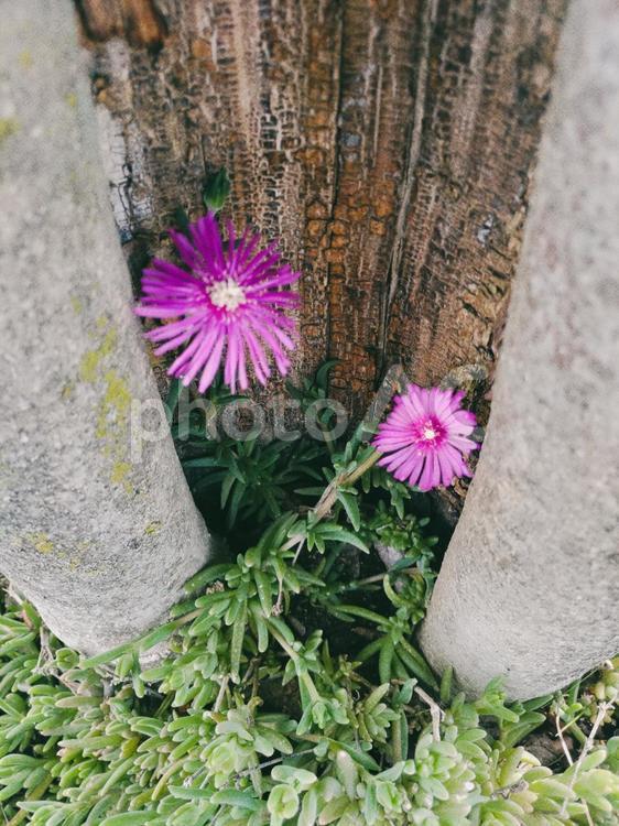 木の中の花 ピンク,花,木の中の写真素材