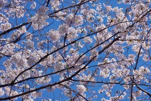 満開の桜の木の枝(ソメイヨシノ) 満開の桜の木の枝(ソメイヨシノ) 桜,サクラ,さくらの写真素材