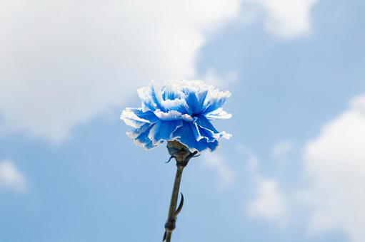 カーネーション カーネーションの写真