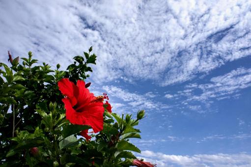 <素材>秋の青空とハイビスカスの花 <素材>秋の青空とハイビスカスの花 ハイビスカス,花,空の写真素材