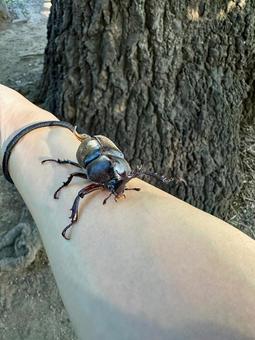 カブトムシ、つかまえた カブトムシ、つかまえた カブトムシ,昆虫,昆虫採集の写真素材