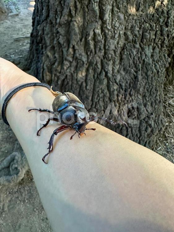 カブトムシ、つかまえた カブトムシ,昆虫,昆虫採集の写真素材