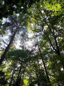 白州の森 白州の森 森,木々,空の写真素材