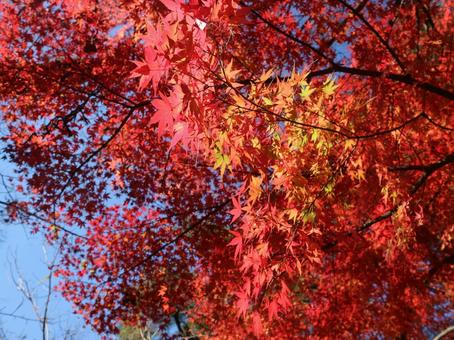 紅葉 紅葉の写真