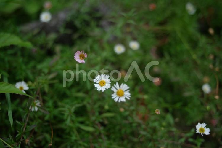 ヒナギクの白い花に、ピンク委が一輪 ヒナギク,白,ピンクの写真素材