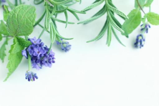 フレッシュハーブ ハーブ,ラベンダー,ローズマリーの写真素材