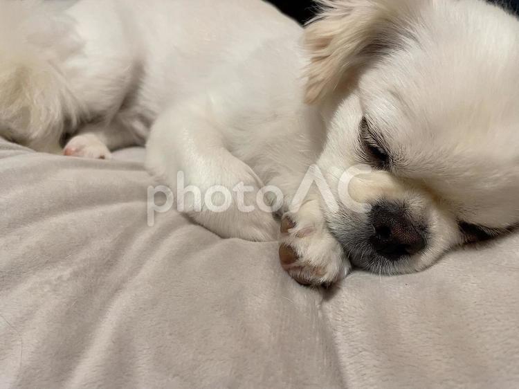 お疲れで横になっている犬 犬,ペット,ワンコの写真素材