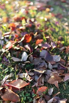 落ち葉　縦画像 落ち葉,枯れ葉,秋の写真素材